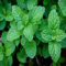 Semillas de menta verde (70 unidades)
