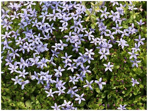 Stauden Gänge 10 x Isotoma fluviatilis 'Dunkelblau' winterhart | Blauer Bubikopf – winterharter Bodendecker & Dauerblüher als Rasenersatz, trittfest, mehrjährig, 9x9 cm Topf