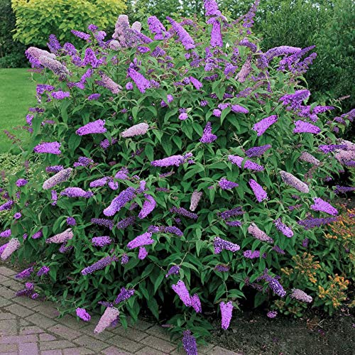 Buddleia Davidii Black Knight Schmetterlingsflieder Laubtragender, winterharter Strauch 17cm Topf