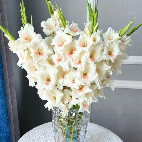 Bombilla de gladiolos,perennes resistentes,bellamente brillantes con Decoración de jardín 6pcs