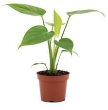 Costilla de Adán DECOALIVE Monstera Deliciosa - Maceta 12 cm, Altura 40 cm, Planta Viva de Interior