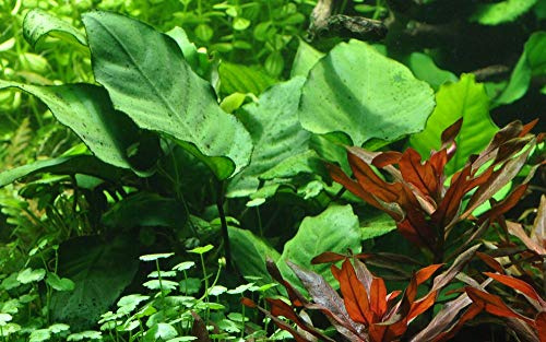 Tropica Aquarium Pflanze Anubias barteri caladiifolia Nr.101U Wasserpflanzen Aquarium Aquariumpflanzen