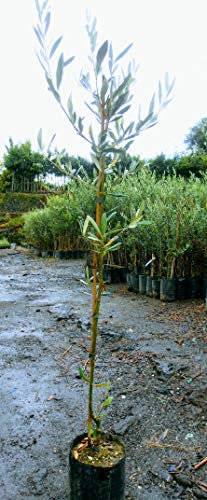 Pianta di olive Albero ulivo Nocellara Messinese - Imballaggio speciale protettivo