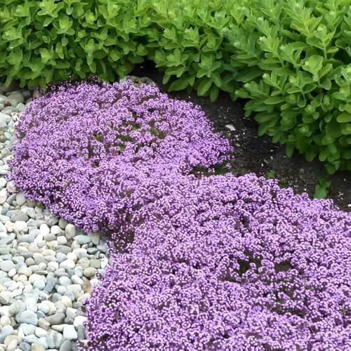 semi di timo pacciamante - balcone, giardino resistenti 200pcs