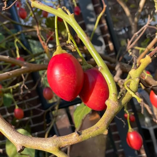 semi di tamarillo, da balcone da frutto frutto colonnari colonnari semi di nani, resistenti rari comprare esotiche colonnare 25pcs