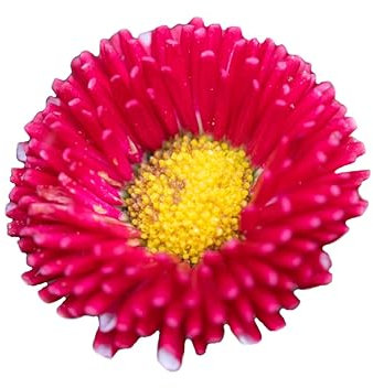 Bellis Plants, Daisy 'Red', 6 x Full Plant Pack, Bedding Plants, Daisies, Garden Ready and Ready to Plant, Premium Quality Flowers