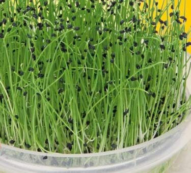 Pezzi - 200x Taglio & Mangiare Porro Crescione - Porro Seme Verdure KS557 - Seeds & Plants Shop by Ipsa