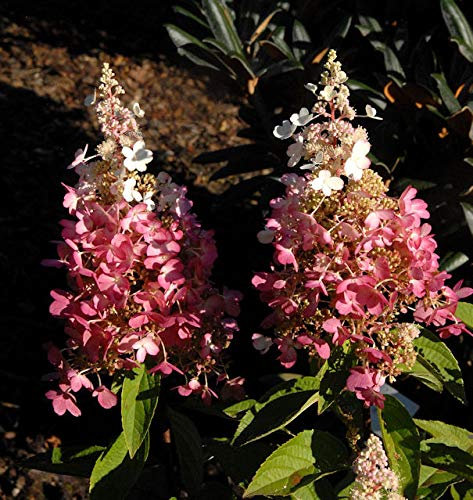 Rispenhortensie Pinky Winky® 30-40cm - Hydrangea paniculata