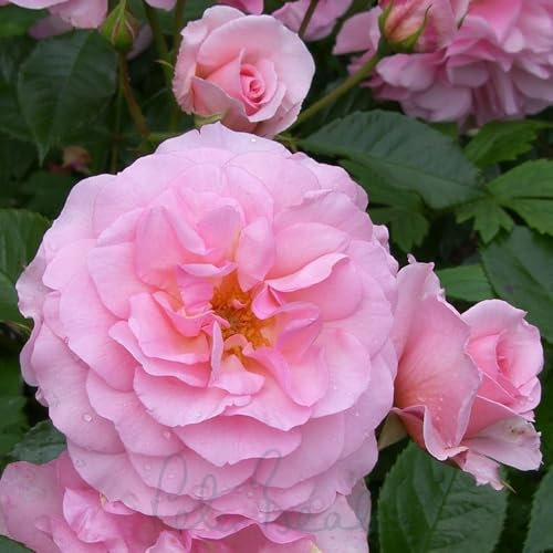 Peter Beales Roses UK Happy Retirement Bush Rose, Soft Pink Floribunda, 90cm x 110cm, Award Winning