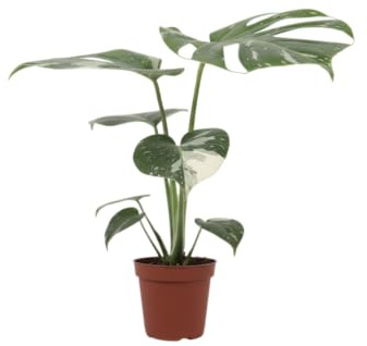 Planta Premium DECOALIVE Monstera Deliciosa Variegata Planta Natural con Hojas Grandes y Llamativas