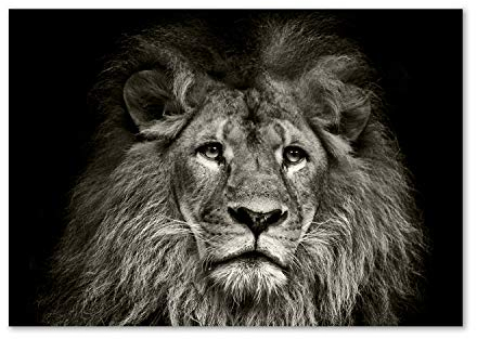 Tulup Glas-Bild Wandbild aus Glas - Wandkunst - Wandbild hinter gehärtetem Sicherheitsglas - Dekorative Wand für Küche & Wohnzimmer 100x70 - Tiere - Löwe - Schwarzweiß