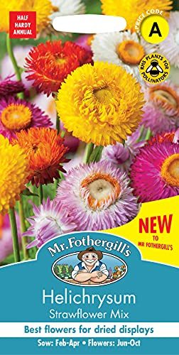UK/FO/FL-Helichrysum Strawflower Mix