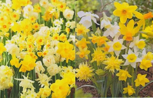 100 gemischte Narzissen Blumenzwiebeln Narcissus Blumenhandel Ullrich