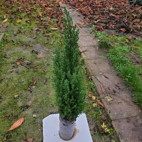 chamaecyparis lawsoniana / Cipresso di Lawson