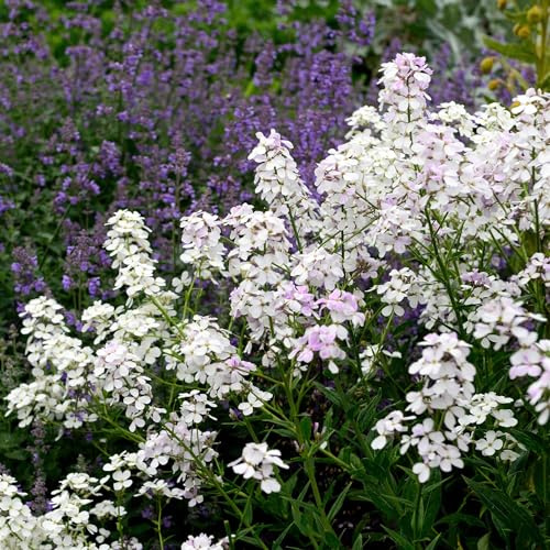 Eden Brothers Dames Rocket Seeds - White