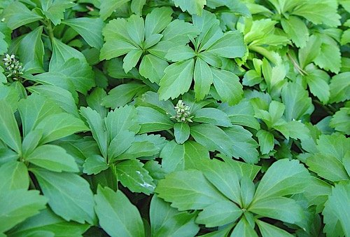 10 x Pachysandra terminalis (Winterhart/Staude/Bodendecker/Mehrjährig/Stauden/Immergrün) Dickmännchen - Immergrüne Bodendecker für schattige Ecken - Laubschlucker - von Stauden Gänge