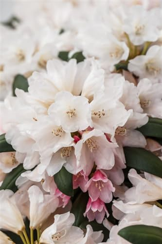 Rhododendron yakushimanum 'Taroko' 80-90 cm - Rhododendron, rosa Blüten, Blütezeit Mai-Juni, ideal für Halbschatten, immergrün, winterhart