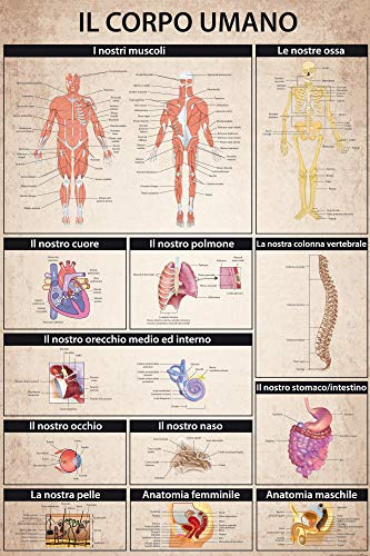 1art1 Il Corpo Umano Poster XXL Anatomia Muscoli Ossa Organi Stampa Geante 120x80 cm, Camera da letto