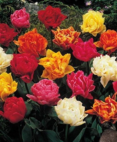 50 Gefüllte gemischte Tulpenzwiebeln Blumenzwiebeln Tulpen