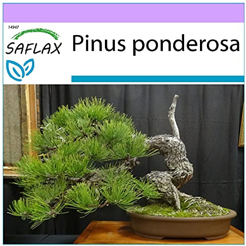 SAFLAX - Bonsai - Goldkiefer - 20 Samen - Pinus ponderosa