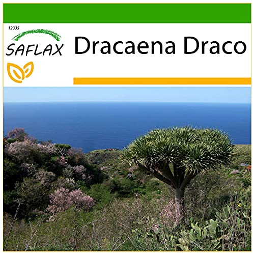 SAFLAX - Drachenbaum - 5 Samen - Mit keimfreiem Anzuchtsubstrat - Dracaena Draco