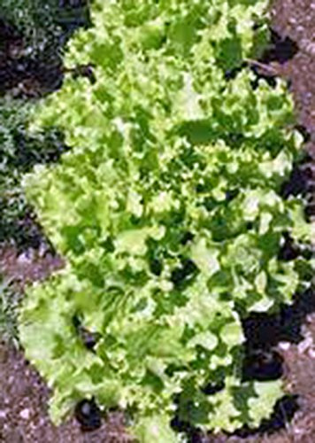 Lettuce Seed, Leaf Lettuce, Grand Rapids, Heirloom, Non GMO, 50+ Seeds,
