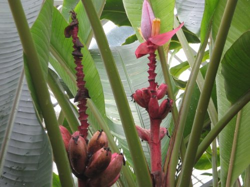 Pinke/Rosa Zwergbanane (Kenia-Banane) 50 SamenMusa velutina