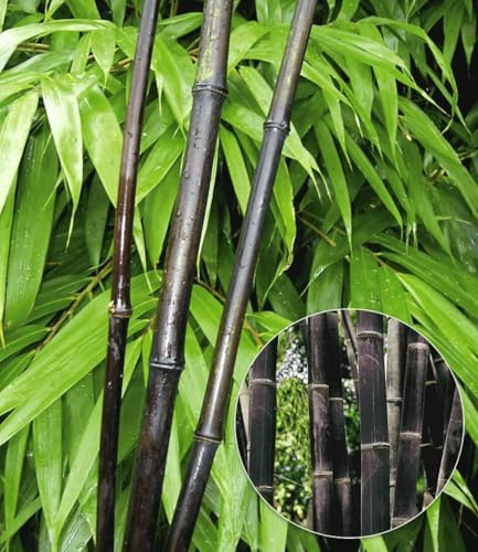 BALDUR Garten 1x Schwarzer Bambus 'Black Pearl', Pflanze im 2 Liter-Topf | Fargesia nitida Blackpearl, winterhart, pflegeleicht, immergrün, schwarzer Bambus, Zierstrauch-Rarität