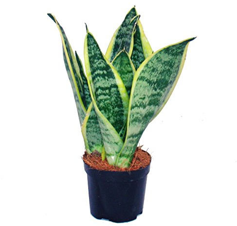 Sansevieria trifasciata gelb-grüner Bogenhanf 9cm Topf