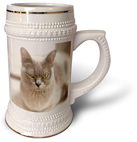 3dRose Close-up of a Blue American Burmese cat. - Stein Mug, 18oz, 22oz, White
