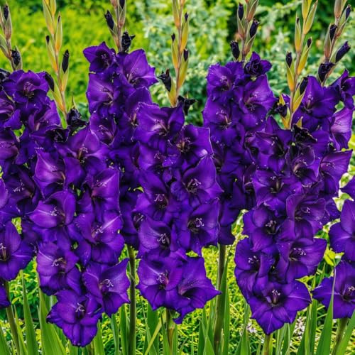 Gladioles Bulbes Violet Collection - 10 Bulbes de Fleurs à Planter Exterieur - Plantes Vivaces Exterieur - Rustique - Naturelle Plantes de Hollande (pas de graines, non artificiels)