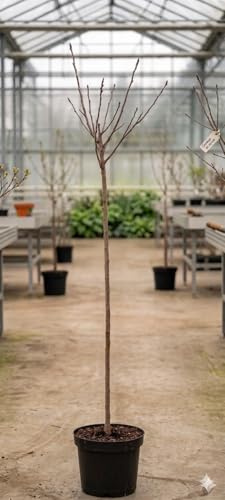 Cerezo Japonés Kanzan (Prunus serrulata Kanzan) 10L – Árbol Ornamental con Floración Rosa Intensa
