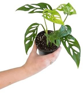 Mostera Adansonii Natural Planta de Interior de Fácil Cuidado y Aspecto Exótico