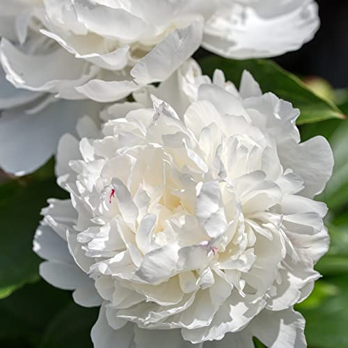 6 x Pivoine de Chine 'Duchesse De Nemours' - Paeonia - Godet 9x9 cm, Fleurs Blanches Parfumées, Magnifique en Fleurs Coupées