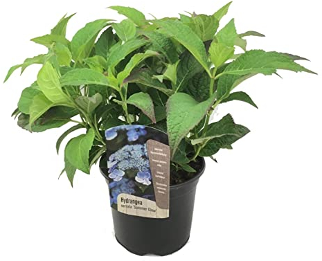 Plant in a Box - Ortensia hydrangea serrata 'Bagliore estivo' - Arbustes d'hortensias ou plante en pot - Résistant à l'hiver - Pot de 19cm - Hauteur 25-40cm