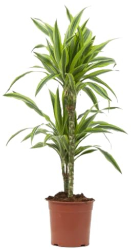 Verdecora Drácena Limón Planta Tropical de Interior en maceta 3L