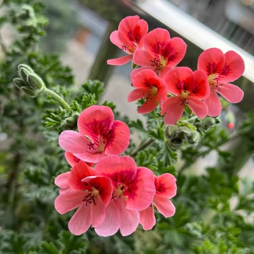 Gerani - decorative da giardino rampicante rara da appartamento esotiche Aiule rialzate per il giardino roccioso arredamento del 350semi