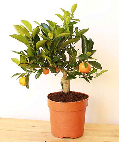 Dwarf Orange Tree 30-40cm