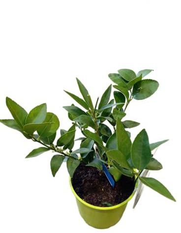 Citrus Aurantiifolia – Árbol de Lima Frutal Natural Perfecto para Terrazas y Huertos