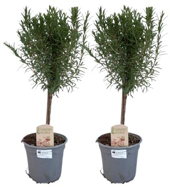 Rosmarin – Rosmarinus på stam – Ø 14 cm – 45 cm – 2 stycken