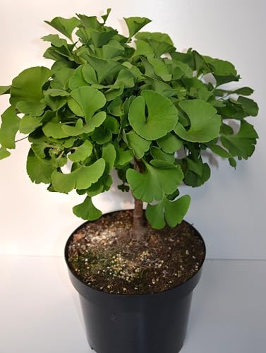 Ginkgo biloba Mariken 30-40 Ministamm im 5 Liter Pflanzcontainer