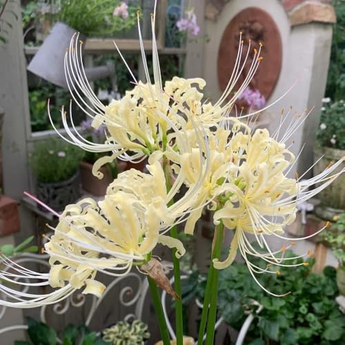comprar bulbos de sangre, balcón lirio araña, decorativas ación temprana s resistentes para el jardín resistentes 2pcs