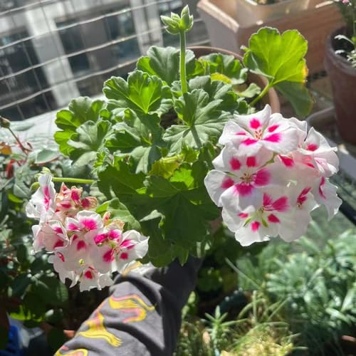semi di geranio - giardino balcone biologiche raro giardino roccioso balcone con interno rampicanti d'appartamento esotiche 60pcs