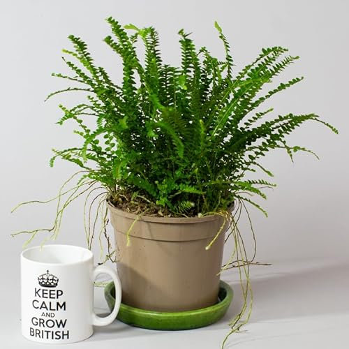 Nephrolepis exaltata Green Lady | Boston Fern | Houseplant | 15cm