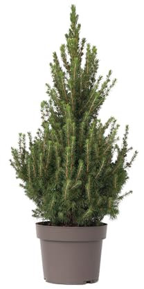 Plant in a Box - Épinette blanche - Picea glauca conica 'December' - Hauteur 55-65cm - Taille du pot 21cm - arbre - vert
