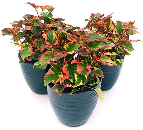 POWERS TO FLOWERS - EDERA, HOUTTUYNIA, 3PIANTE vaso 12cm, piante vere