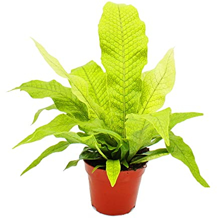 Exotenherz - Krokodilfarn - Microsorum musifolium crocodyllus - 12cm Topf