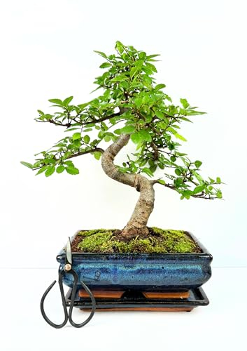 Bonsai Baum mit Keramik Blumentopf ca. 25-35cm hoch, Untersetzer und Schere - Bonsai-Geschenkset - (20 cm Schale ca. 8-9 Jahre, Bonsai Chinese Ulme)