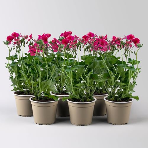Geranie 'Rainbow Neon Rose', pink, hängend, Topf-Ø 13 cm, 6 Pflanzen