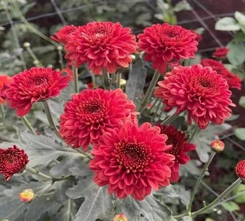 100 semi di crisantemo rosso